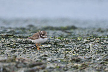 ハジロコチドリ(Common Ringed Plover)