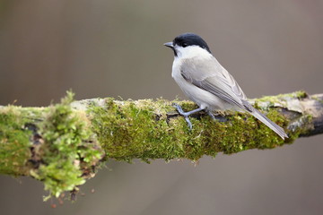 Parus major, Blue tit . Wildlife landscape, titmouse sitting on a branch moss-grown..  Europe, country Slovakia.