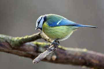 Obraz premium Parus major, Blue tit . Wildlife landscape, titmouse sitting on a branch moss-grown.. Europe, country Slovakia.