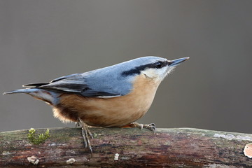 Sitta europaea, Red-breasted nuthatch sitting on a branch moss-grown. Wildlife scenery, Europe, Slovakia landscape.