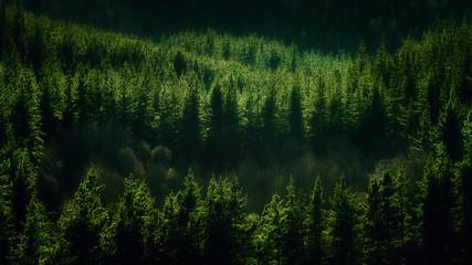 background of forest with pines pattern © mimadeo