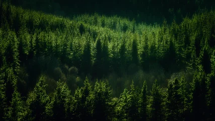 Gordijnen achtergrond van bos met dennenpatroon © mimadeo