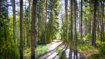 Forest road
