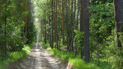 Obraz premium Leśna droga
