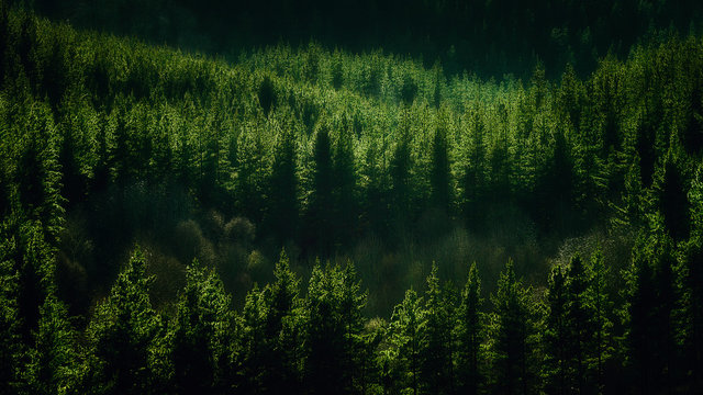 Fototapeta background of forest with pines pattern