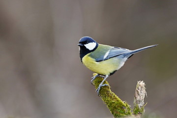 Parus major, Blue tit . Wildlife landscape, titmouse sitting on a branch moss-grown..  Europe, country Slovakia.