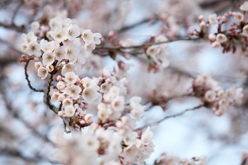 桜の木
