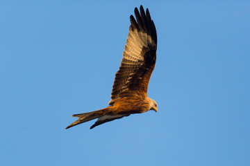 flying red kite (milvus milvus) with blue sky
