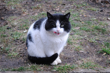 black and white cat licking face