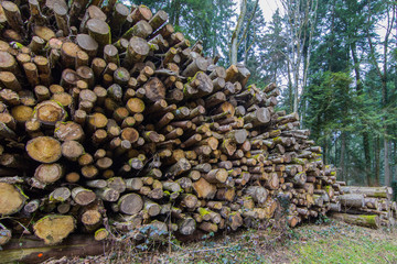 Natural log pile in the forest