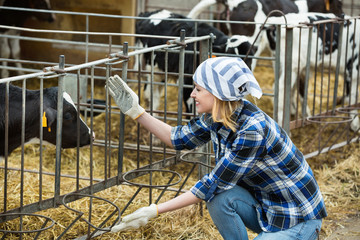 Farm  girl taking care of calves herd in stall barn