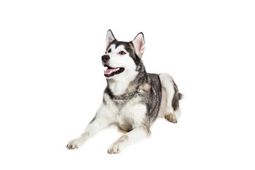 Alaskan Malamute lying on the floor, sticking the tongue out, isolated on white