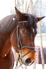 Muzzle of a horse in winter with snow falling on her. Hardy gelding with thick hair chestnut color pulled in the reins in the cold. Frost horses for work in the Northern regions.