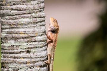 The Lizard form Thailand