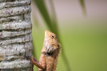 The Lizard form Thailand