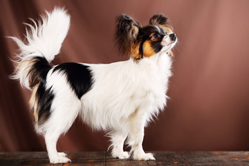 dog breed Papillon