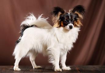 dog breed Papillon