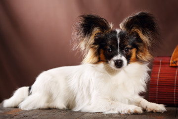 dog breed Papillon