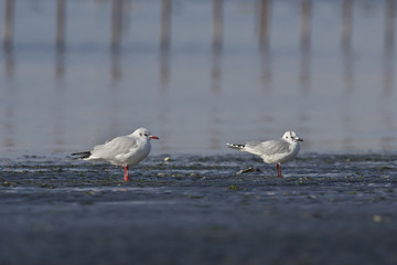 ズグロカモメとユリカモメ