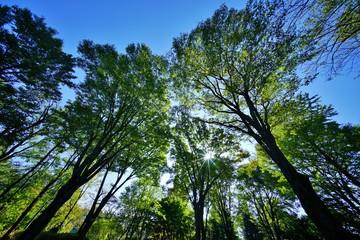 Fototapeta premium ケヤキ