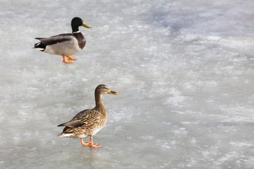 Two ducks on the frozen lake surface. Couple bird.