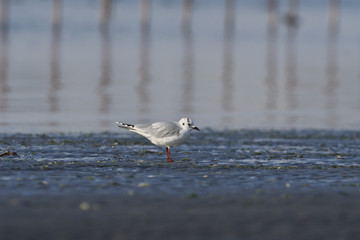 ズグロカモメ(Saunders's gull)