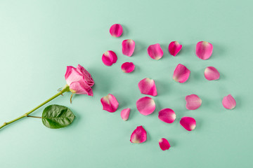 Top view of beautiful pink rose flower with green leaf and petals on blue,  Spring floral composition