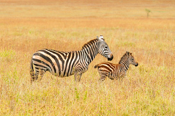 Fototapeta na wymiar Baby zebra with it's mother, savanna, Africa, family love