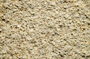 Sandstone with fossilized seashells closeup