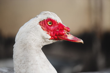 Musky duck or indoda on walk. White Muscovy bird