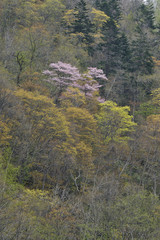 エゾヤマザクラ