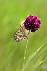 Butterfly - Stock Image