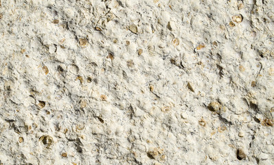 Sandstone with fossilized seashells  closeup