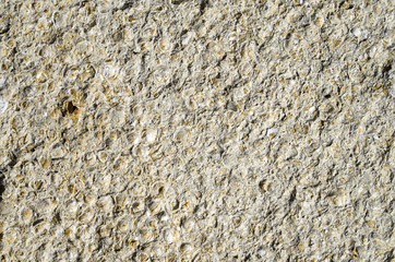 Sandstone with fossilized seashells closeup