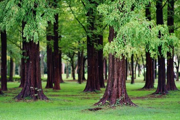 公園の木々
