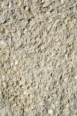 Sandstone with fossilized seashells closeup