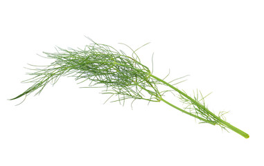 Fennel Bulbs with Edible Green Stems and Leaves