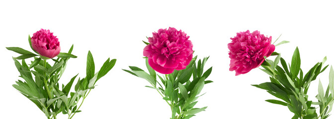 Set the beautiful bouquet of pink peonies on  white background