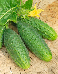 Green cucumbers on old timber