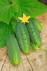 Green cucumbers on old timber