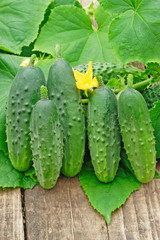 Green cucumbers on old timber