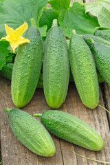 Cucumbers on old timber