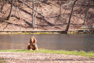 Bloodhound dog laying down with lake behind him