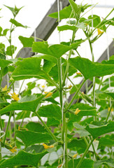 Cucumber plant in a greenhouse