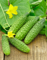 Cucumbers on old timber