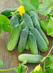 Harvest of cucumbers on old timber