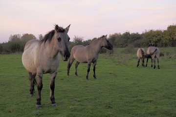 Obraz na płótnie Canvas Four Konik horses in the wild
