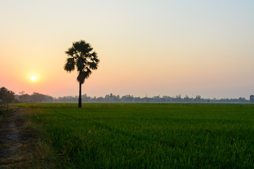 Green field with palm tree at sunrise