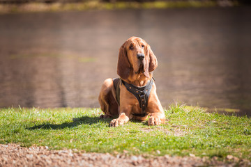 Bloodhound dog laying down wearing a tracking harness - obrazy, fototapety, plakaty