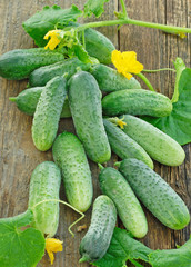 Harvest of cucumbers on old timber